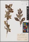 Foto von Salix aurita L. x Salix cinerea L.